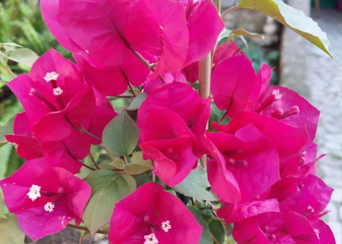 Star Гостевой дом